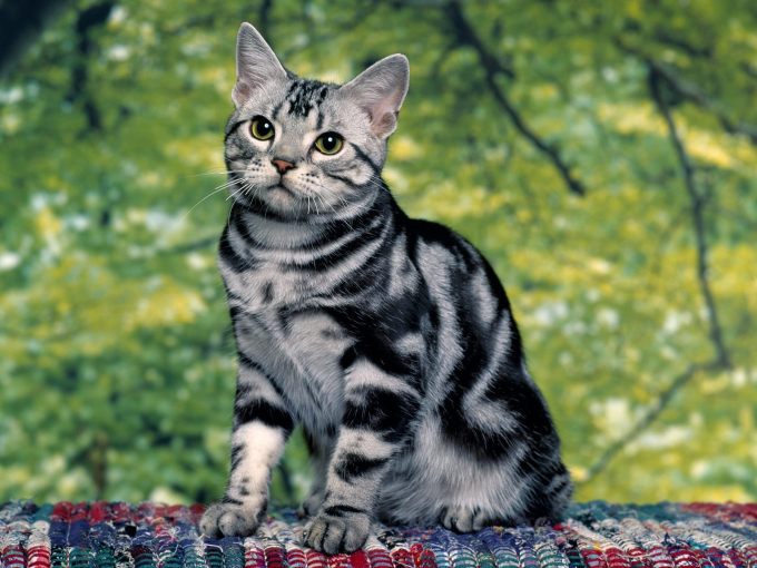 Шотландские котята черный мрамор на серебре фото, 1600x1200