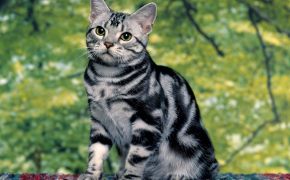 шотландские котята черный мрамор на серебре фото, шотландские котята черный мрамор на серебре фото