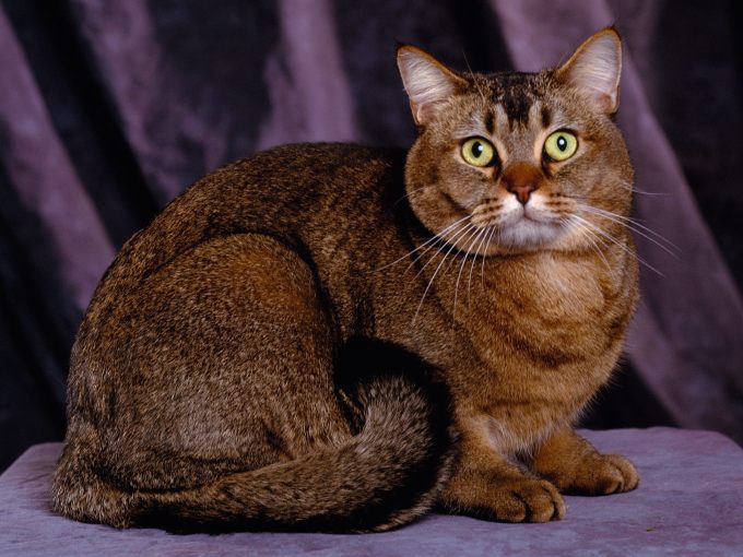 Котята британки фото, 1600x1200