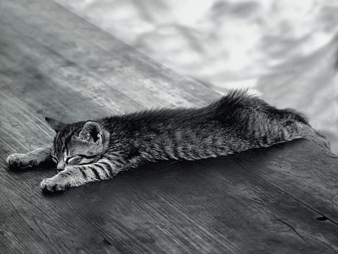 Прикольные фото кошек и котят с надписями, 1600x1200