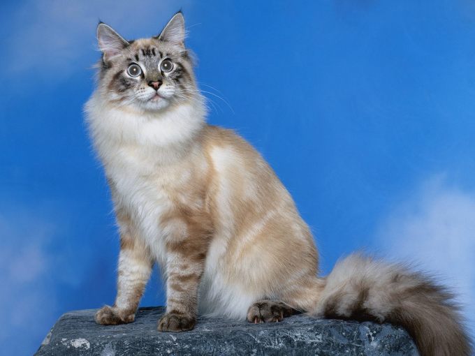 Шотланские котята фото, 1600x1200