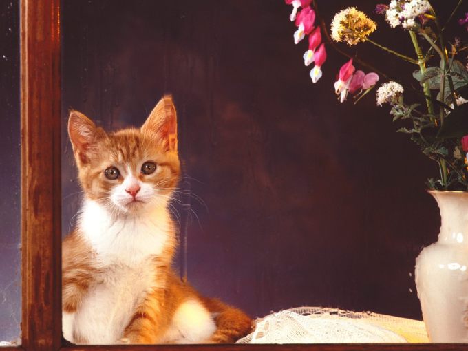 Вискасные котята фото, 1600x1200