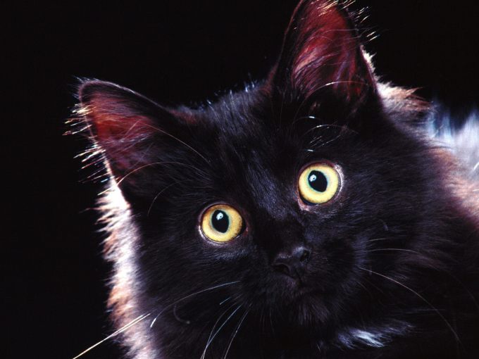 Мраморный британец котенок фото, 1600x1200