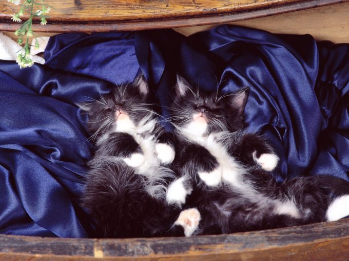 Мультик котенок гав фото, 1600x1200