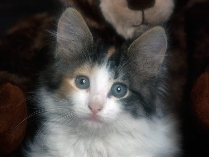 Игрушечные котята фото, 1600x1200