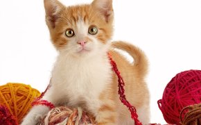 рыжий шотландский вислоухий котенок фото, рыжий шотландский вислоухий котенок фото