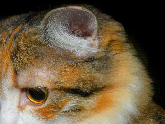 Трехмесячные котята фото, 1600x1200