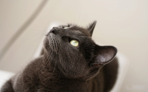 фото сиамских котят с голубыми глазами, фото сиамских котят с голубыми глазами