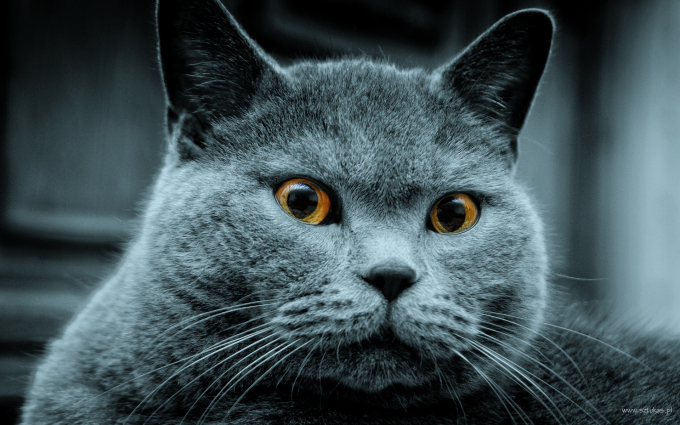 Симпатичные котята фото, 1920x1200