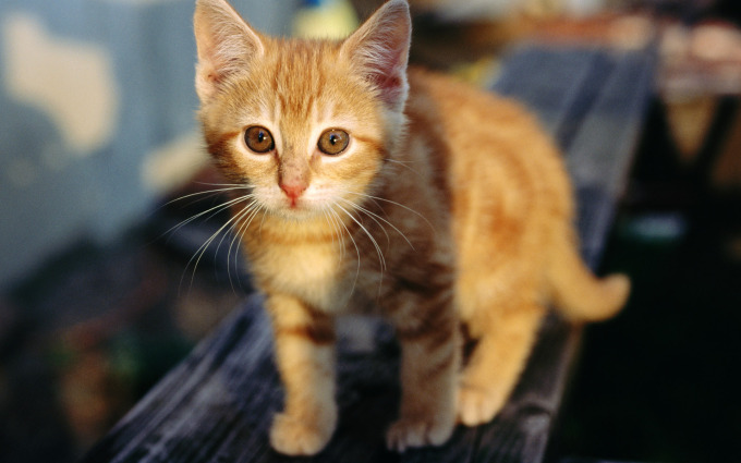 Вислоухие персиковые котята фото, 1920x1200