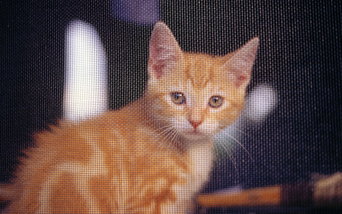 Породистые котята фото и цена, 1920x1200
