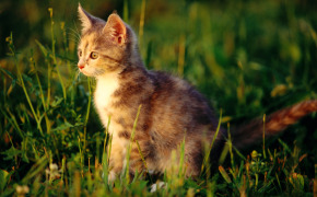 шотландский вислоухий котенок 2 месяца фото, шотландский вислоухий котенок 2 месяца фото