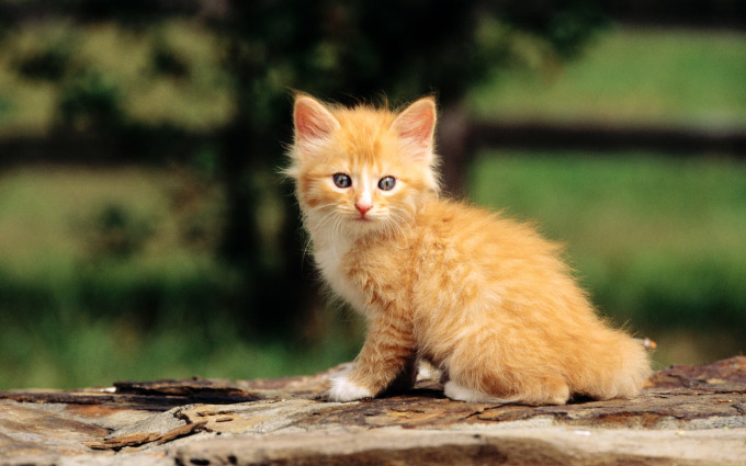 Полубританские котята фото, 1920x1200