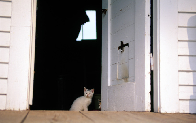 Фото котят рыжего окраса, 1920x1200