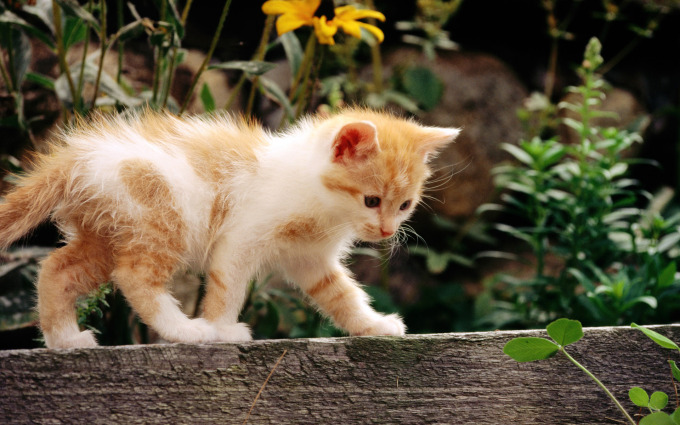 Фото котят персидской породы, 1920x1200