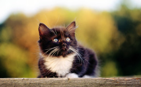 фото шотландских вислоухих котят 3 месяца, фото шотландских вислоухих котят 3 месяца