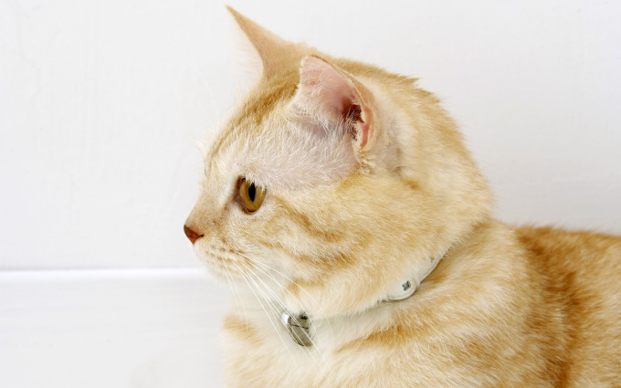 Метрика котенка фото, 1920x1200
