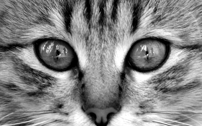 Шотландские котята шиншиллы фото, 1920x1200