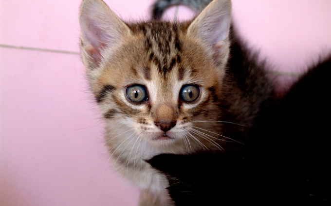 Фото маленьких сиамских котят, 1920x1200
