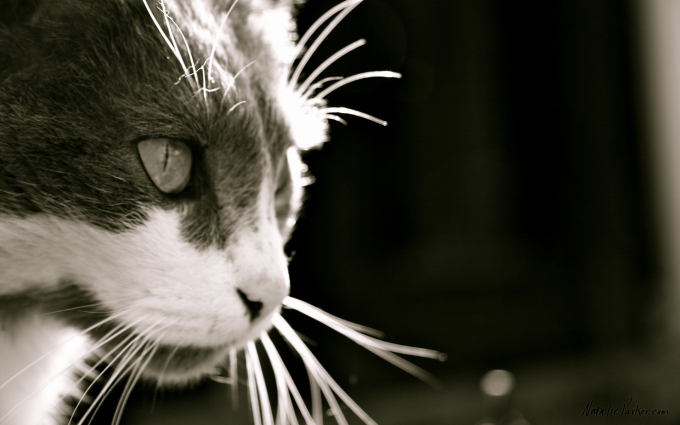 Британские котята биколор фото, 1920x1200