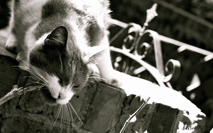 Британские котята фото серебристые, 1920x1200