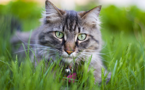 фото серых котят с голубыми глазами, фото серых котят с голубыми глазами