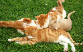 фото тайских кошек и котят, фото тайских кошек и котят