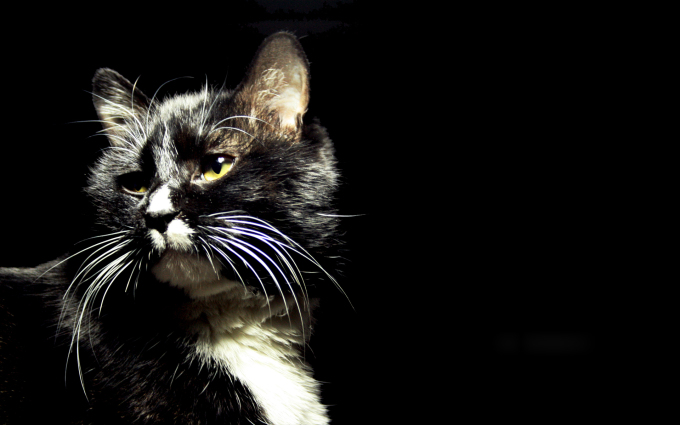 Вислоухие котята фото длинношерстные, 1920x1200