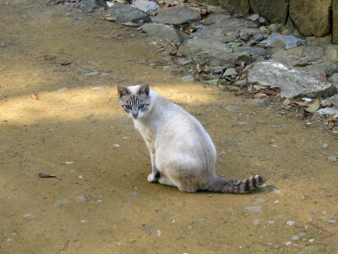 Фото маленьких котят сфинксов, 1920x1440