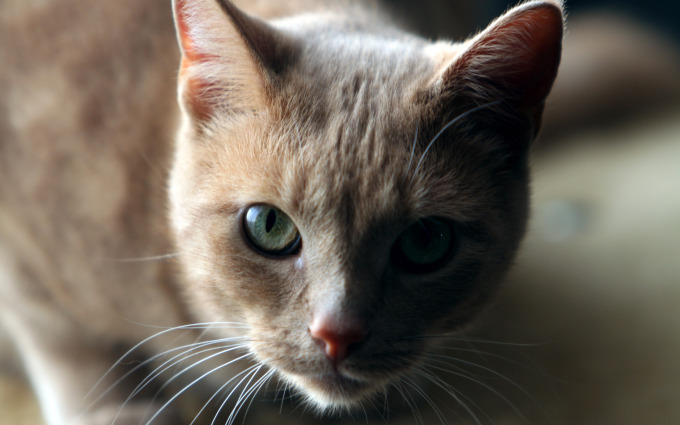 Хорошенькие котята фото, 2560x1600