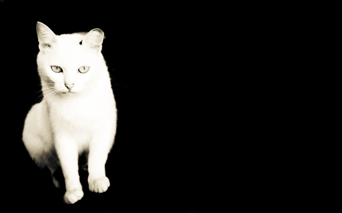 Шотландские котята 4 месяца фото, 2560x1600
