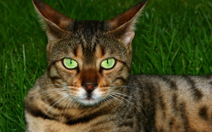 Расцветки британских котят фото, 2560x1600