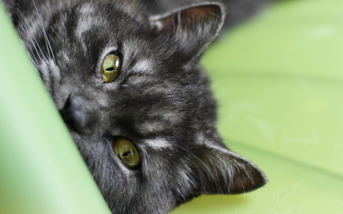 Фото черных котят с зелеными глазами, 2560x1600