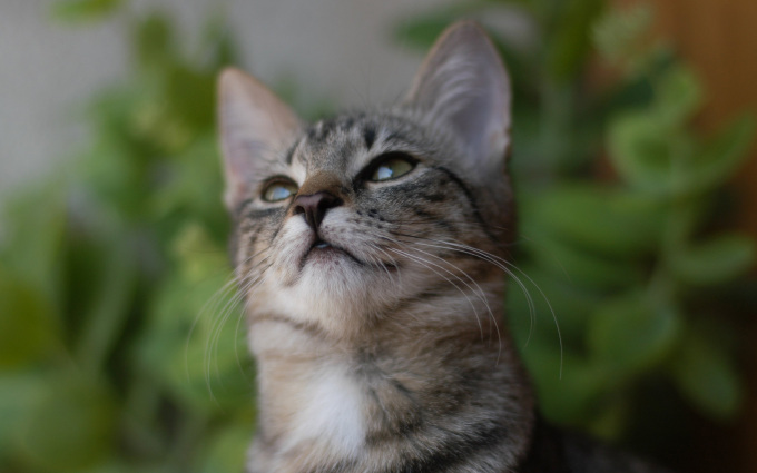 Кремовый вислоухий котенок фото, 2560x1600