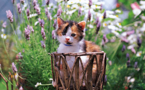 шотландские короткошерстные котята фото, шотландские короткошерстные котята фото