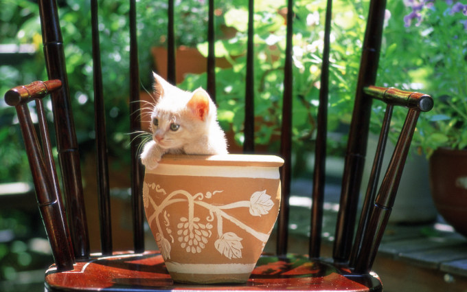 Британские пятнистые котята фото, 1920x1200