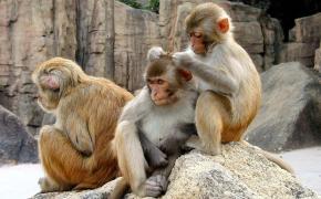 Три обезьяна, Заботливая мартышка кавыряется в голове другой обезьяны