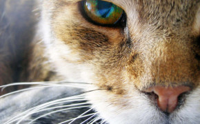 Глаз, Хищный взгляд кошки