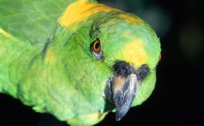 Зеленый попугай, Какая птичка. Она просто гипнотизирует своей окраской и взглядом.