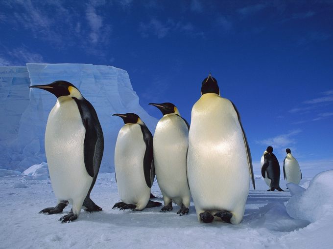 Птицы: Королевские пингвины думающие о будущем - обои для рабочего стола