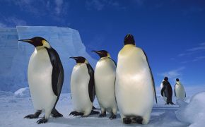 Королевские пингвины, Королевские пингвины думающие о будущем