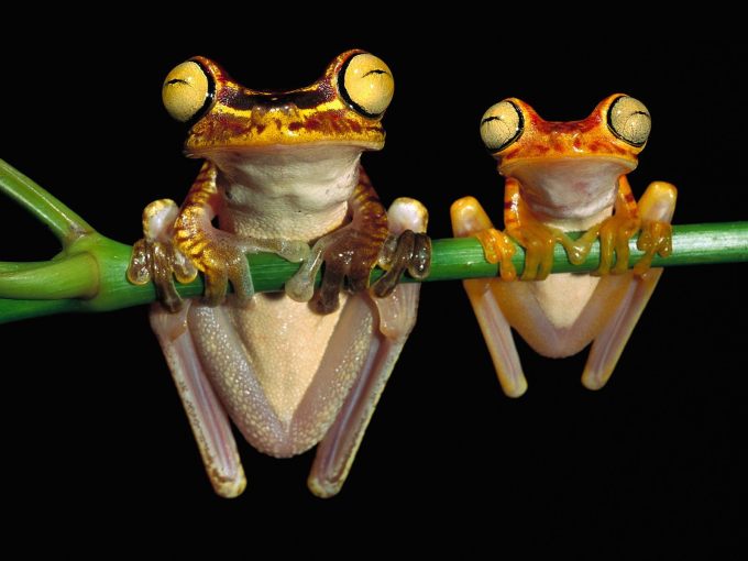 Две жабы с желтыми глазами, 1600x1200