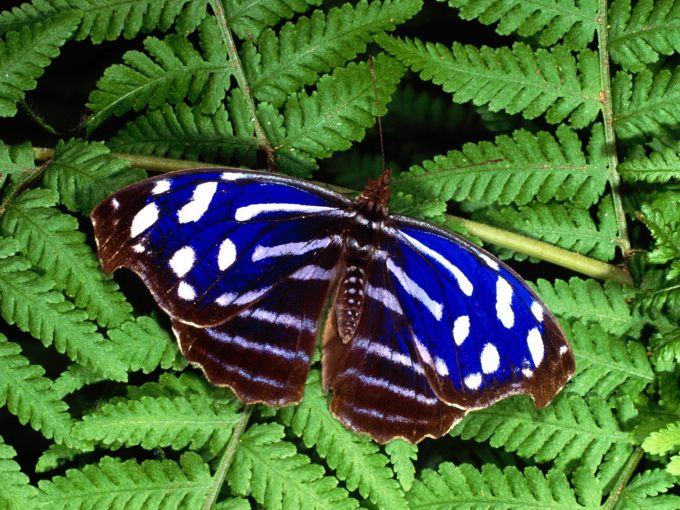Синяя бабочка, 1600x1200