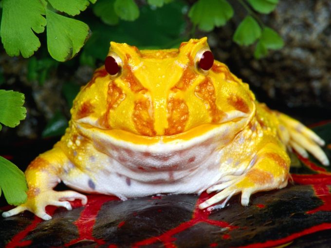 Лягушки: Желтая жаба в зелени - обои для рабочего стола