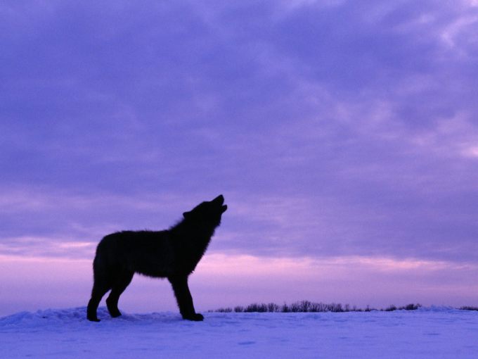 Животные: Волк воющий на луну на завораживающем синем фоне - обои для рабочего стола