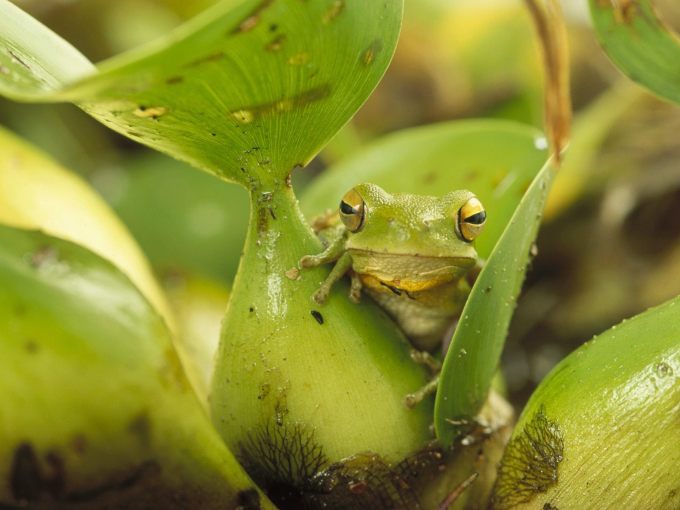 Зеленая жаба в зелени - обои, фото, картинки, 1600x1200