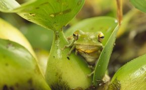 Зеленая жаба, Зеленая жаба в зелени