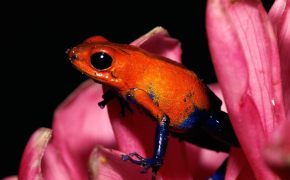 Оранжевая жаба, Оранжевая лягушка с черными глазами