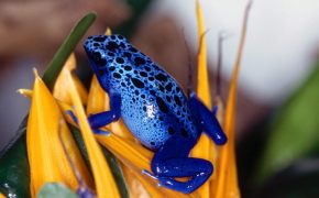 Синяя жаба, Синяя жаба на желтых калючкахСиняя жаба
