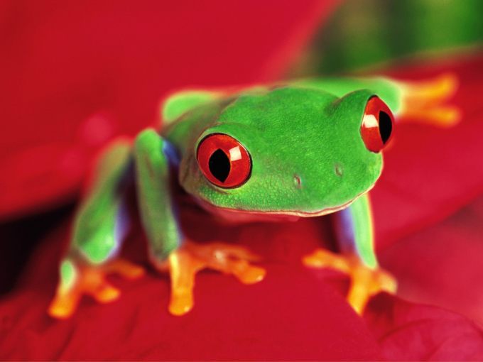 Лягушки: Жаба с красными глазами - обои для рабочего стола